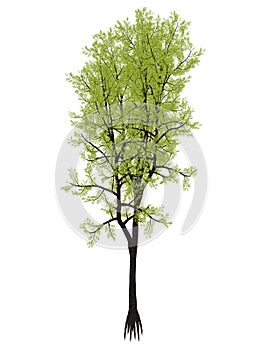 Outeniqua yellowwood tree, podocarpus falcatus - 3D render photo