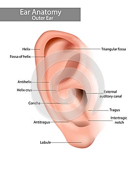 Outer ear is the auricle or pinna. Ear Anatomy. Realistic illustration of the ear