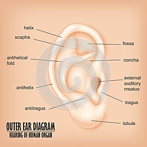 Outer Ear Diagram hearing of human organ