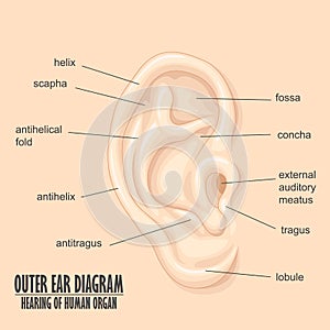 Outer Ear Diagram hearing of human organ