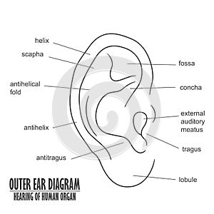 Outer Ear Diagram hearing of human organ photo