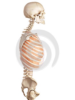 The outer intercostals