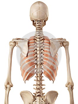 The outer intercostals