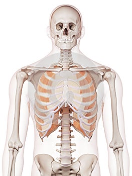 The outer intercostals