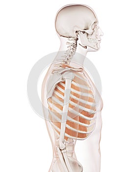 The outer intercostals