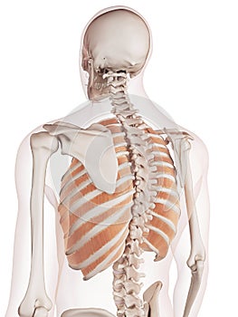 The outer intercostals