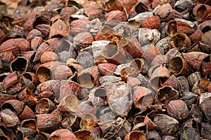 Outer shells of the Cacao fruits. Shells of cocoa fruit after seeds removed