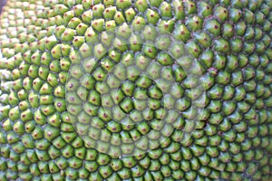 The outer surface of the green jackfruit fruit  Natural background