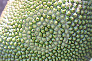 The outer surface of the green jackfruit fruit  Natural background