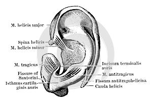 Outer Surface of Pinna Cartilage, vintage illustration