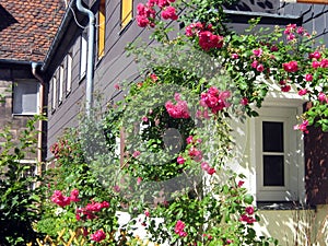 On the outer wall of the building, red geranium flowers are woven near the windows