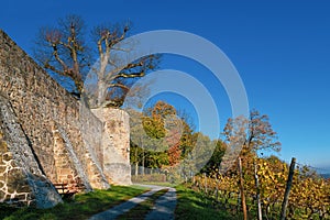 Extern wand aus mittelalterlich Festung sterben sogenannte Stadtteil Deutsch sterben stadt Leiter von um das a Weinrebe 