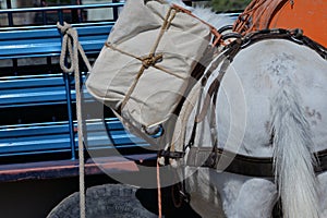 Outfitting a pack animal