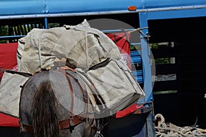 Outfitting a pack animal with side and back packs.