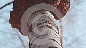 Outgrowth On A Birch Tree Trunk. Burl On A Birch Tree Trunk. Wood Suvel. Tree Diseases. Gimbal Stabilize.