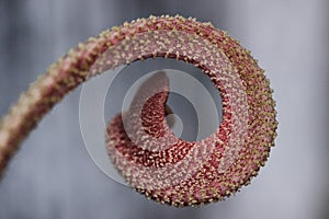 Outgrowth of the flower pink color in the form of a curl closeup