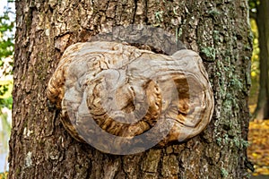 Outgrowth on a tree bark