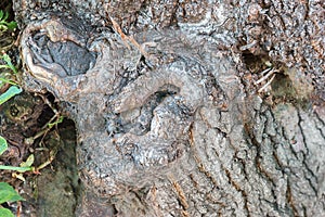 Outgrowth on a tree, bark texture, old tree, leaves, photography, image.