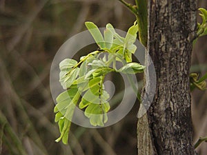 AN OUTGROWTH IN TREE IN A SUNNY DAY