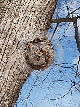 Outgrowth on a tree trunk
