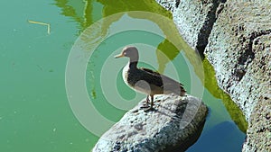 outh Georgia Pintail Subspecies of bird, duck, Buenos Aires