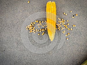 outh indian style boiled corn and unpopped popcorn grains