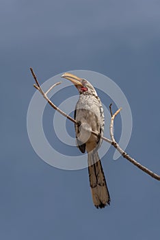 Outhern yellow-billed hornbill, Tockus leucomelas, on a branch, Namibia