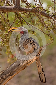 Outhern yellow-billed hornbill, Tockus leucomelas, on a branch, Namibia