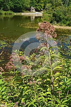 Outhouse and Common Milkweed Gone to Seed