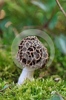 Outlandish Morel mushroom hiding in the grass in the spring forest