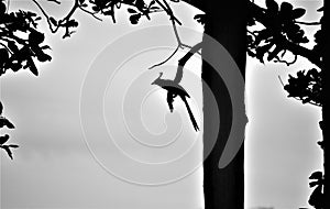 Outline of a bird on a branch photo
