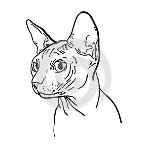 Outline cat sphynx vector illustration.