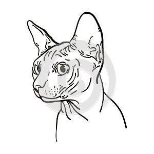 Outline cat sphynx vector illustration. photo