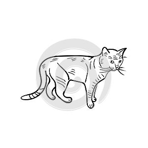 Describir dibujo de gato pintado mano ilustraciones en blanco gato 