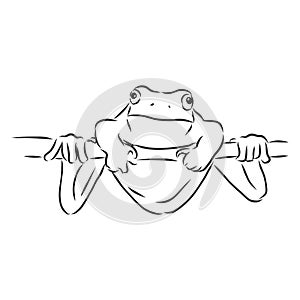 Outline drawing of a frog isolated on white, frog vector sketch illustration