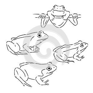 Outline drawing of a frog isolated on white, frog, vector sketch illustration