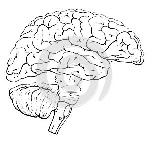 Outline of the Encephalon, vintage illustration