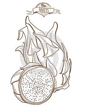 Outline hand drawn dragonfruit (flat style, thin line). Single d