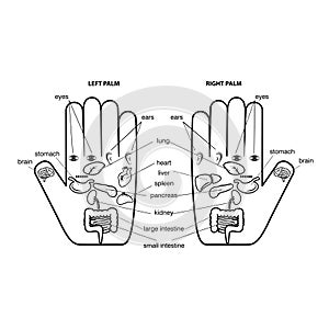 Outline hand reflexology chart vector illustration.