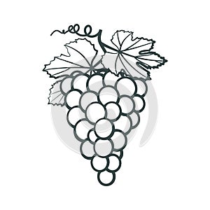 Outline icon of bunches in grapes with leaves