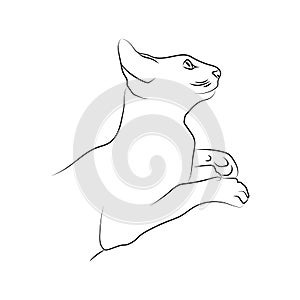 Outline illustration of domestic cat. Silhouette of cat isolated on white background. Animal care, welfare and protection concept