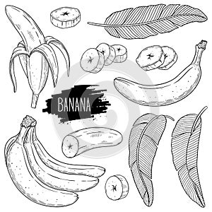 Outline ink style sketch set of banana