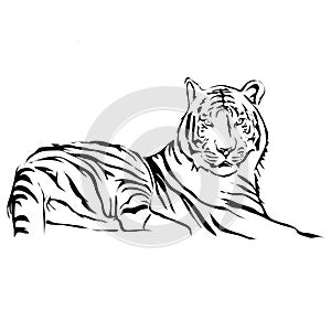 Outline lying tiger vector image.