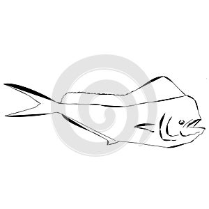 An outline of a mahi mahi fish or dolphin fish