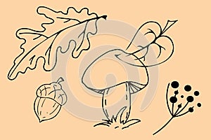 Outline set of autumn forest images. Hand drawn graphic design. Oak leaf, acorn, berries and mushroom elements. Fall seasonal