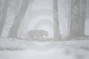 Outline of a Siberian tiger in the fog in winter in its natural habitat.