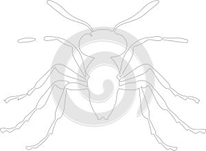 carpenterant Outline Silhouette Generative Ai photo