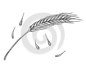 Outline sketch of wheat spikelets with ears grain and stem vector illustration on white background
