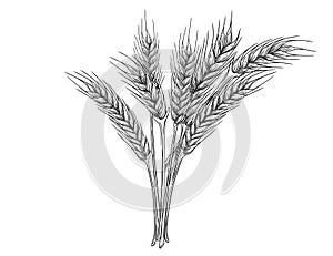 Outline sketch of wheat spikelets with ears grain and stem vector illustration on white background