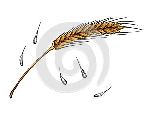 Outline sketch of wheat spikelets with ears grain and stem vector illustration on white background